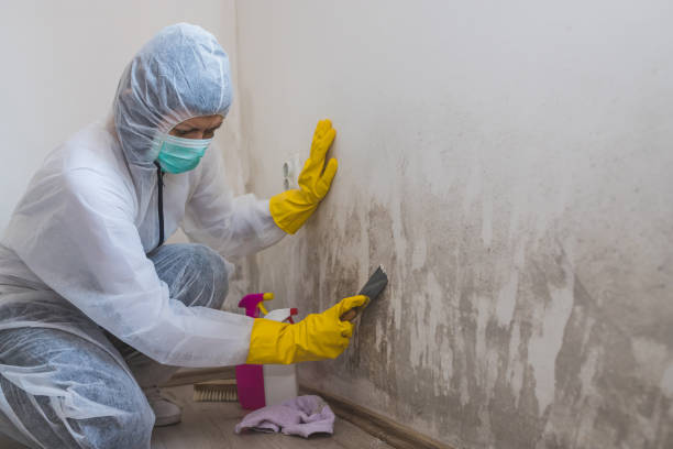 Best Basement Mold Removal  in Berlin, MD